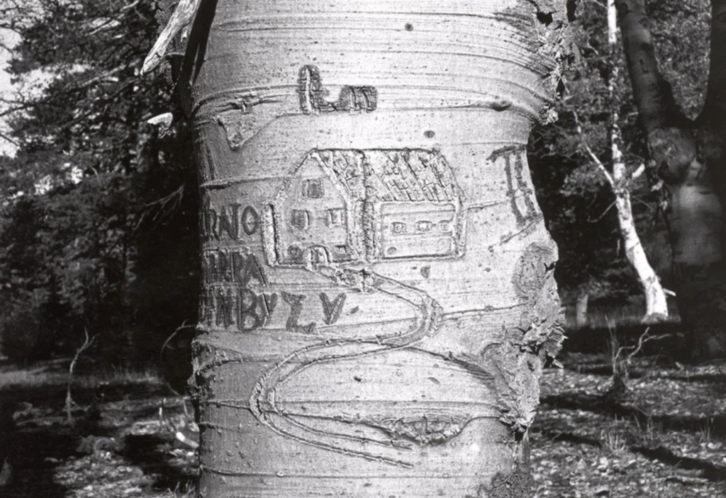 An arborglyph depicting a building structure is carved onto an Aspen tree. Courtesy Of The Jon Bilbao Basque Library Collections